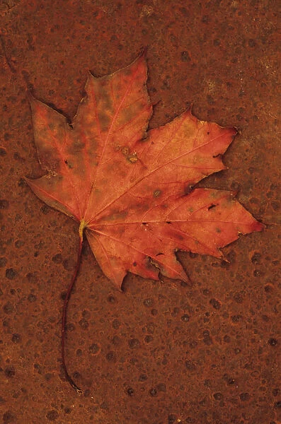 Maple, Acer rubrum. Studio shot of scarlet autumn leaf of Red maple turning brown