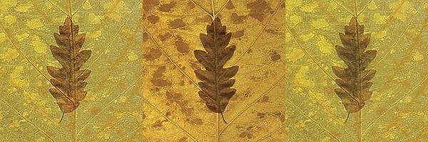 Maple, Norway maple, Acer platanoides