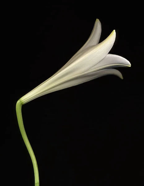 MH_0063. Lilium longiflorum. Lily - Easter lily. White subject. Black b / g