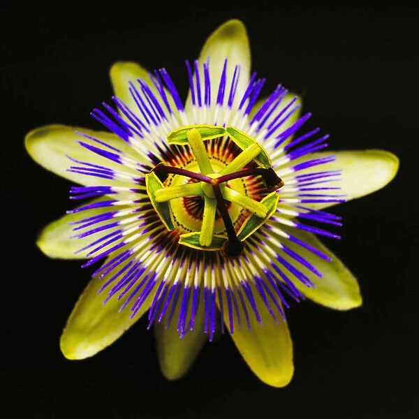 Passion flower, Passiflora