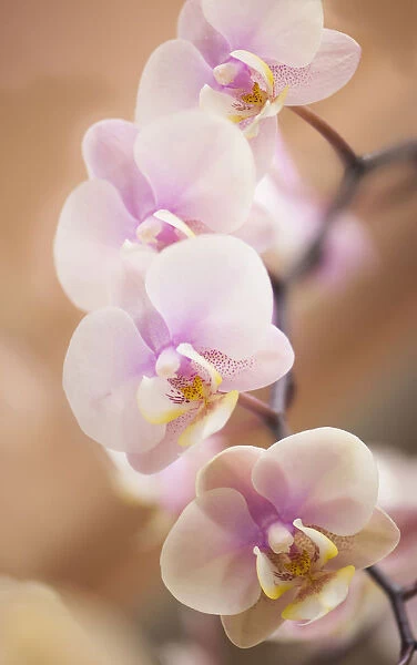phalaenopsis nobbys amy, orchid, moth orchid, pink subject