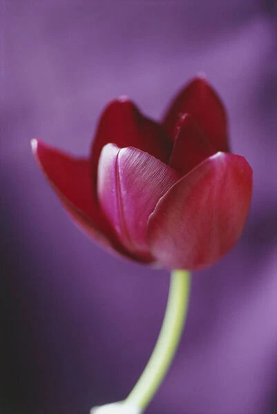 RE_0089. Tulipa Black swan. Tulip. Red subject. Purple b / g