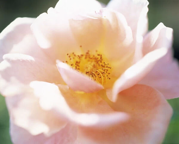PB_09. Rosa Queen Elizabeth. Rose. Peach subject