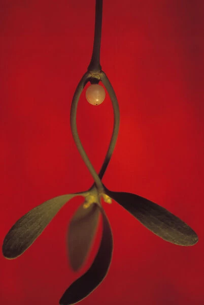 SK_0109. Viscum album. Mistletoe. Green subject. Red b / g