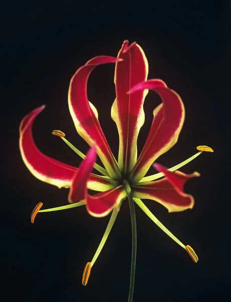 SK_0158. Gloriosa superba. Gloriosa lily. Red subject. Black b / g