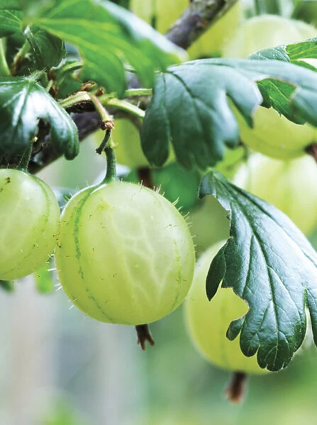 SK_0482. Ribes uva-crispa. Gooseberry. Green subject. Green b / g
