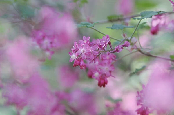SK_0746. Ribes sanguineum. Flowering currant. Pink subject