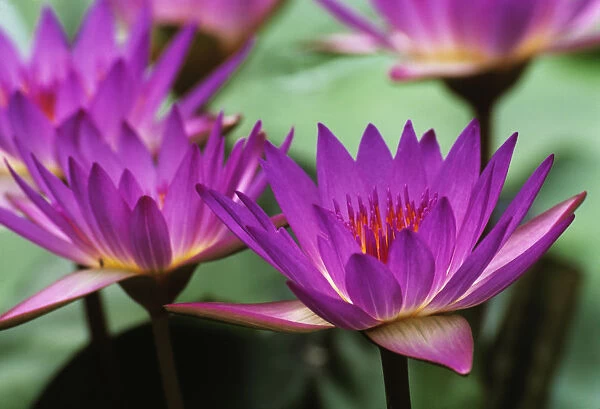 SUB_0056. Nymphaea Tina. Water lily. Purple subject