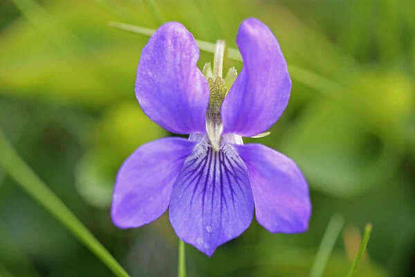 TH_0087. Viola odorata. Violet - Sweet violet. Purple subject. Green b / g