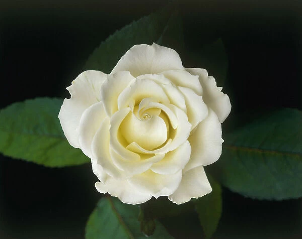 TIS_177. Rosa - variety not identified. Rose. White subject. Black b / g