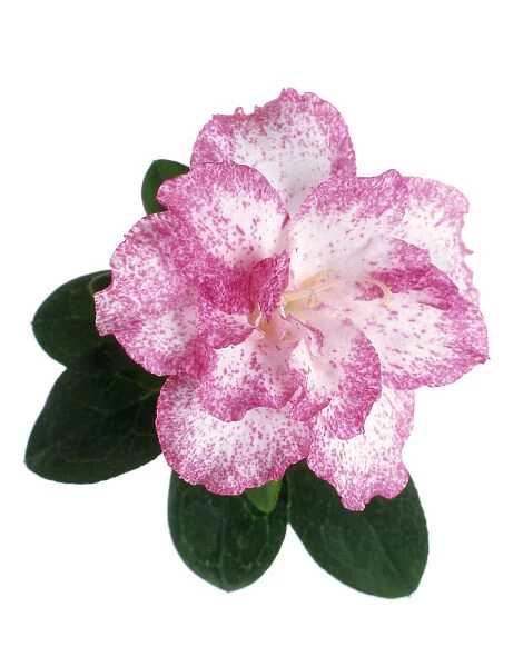 TIS_38. Camellia - variety not identified