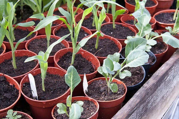 Young vegetable plants in pots growing under cover in a greenhouse, Cauliflower Clapton and Sweetcorn Lark
