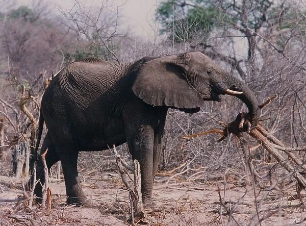 An African elephant uproots a tree in Hwange National Park, Zimbabwe