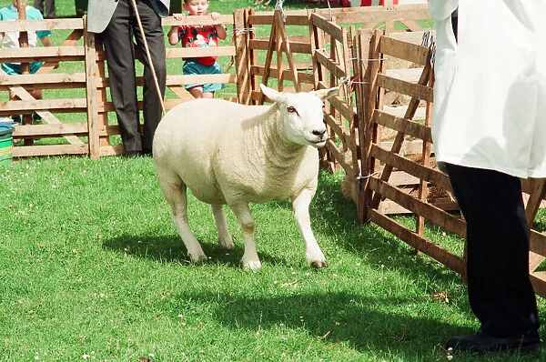 Agricultural Show Cleveland, 24th July 1993. Sheep in Pen