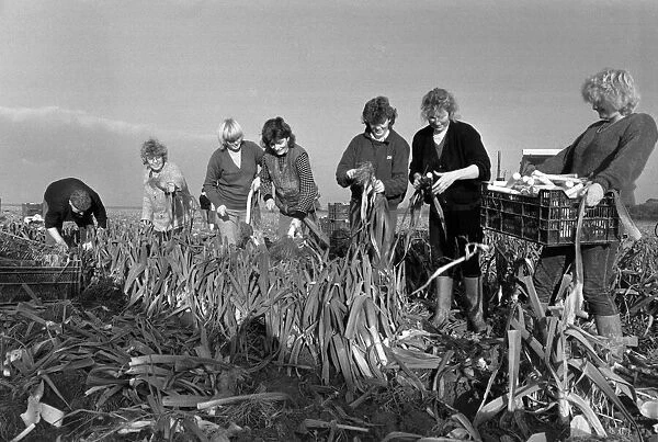 Agriculture Farm Labour. The 'Whites Gang'picking leeks he Holbeach, St