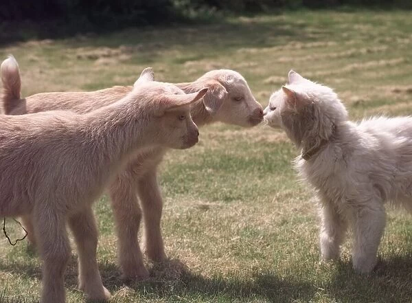 Ainsley and his sister Abbigale the baby goats who were rejected by their mother meet
