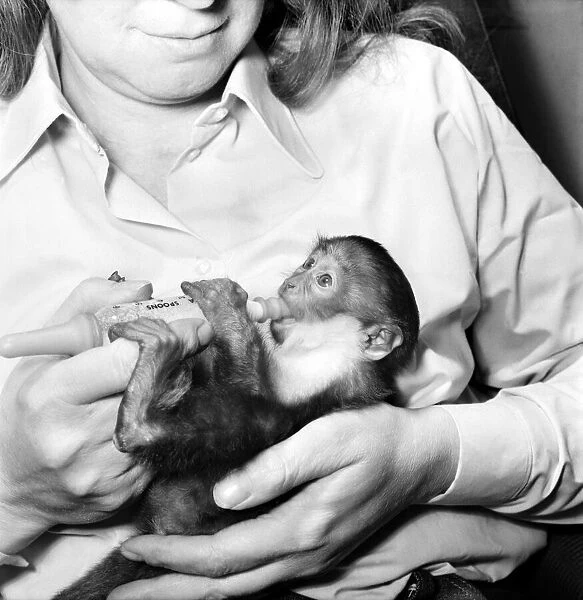 Animal: Cute. Galan the baby monkey. March 1975 75-01477