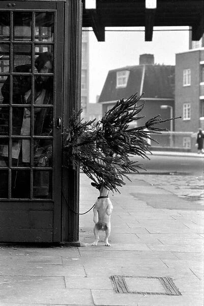 Animal, Cute: Puppy Dog outside Telephone Box. December 1972 72-11831-002