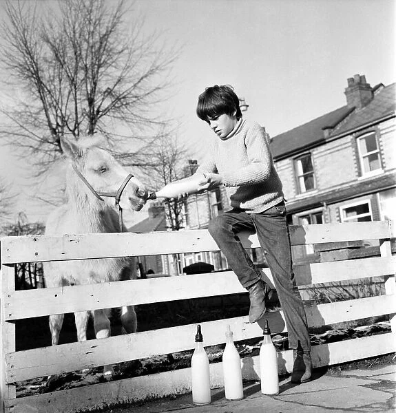 Animal: Horse: Feeding: Palomino horse saved by boy. February 1970 70-1622-002