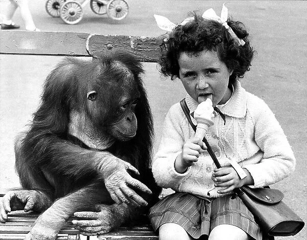 Animal Monkey Orangutan August 1968 Tuan the 4 years old Chessington Zoo Orangutan