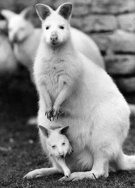 Animals: These Albino Wallabies from Australia are among the very rare animals left in