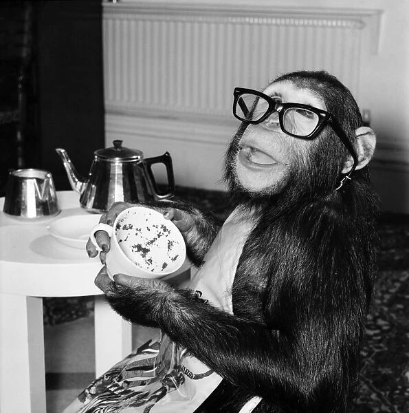 Animals: Apes and Monkeys: Humour: 'Ada'The Chimp who loves to impersonate a