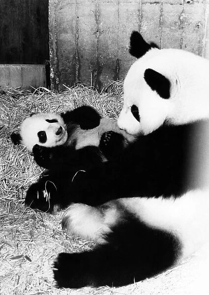Animals - Bears - Pandas. Baby Panda Chu-Lin (Madrid Zoo)
