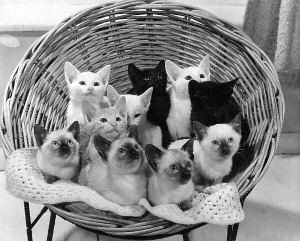 Animals: Cats: Siamese. December 1970 P006145