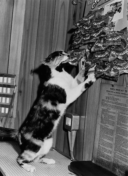 Animals - Cats. Stealer... Squeak at work. October 1984 P000463