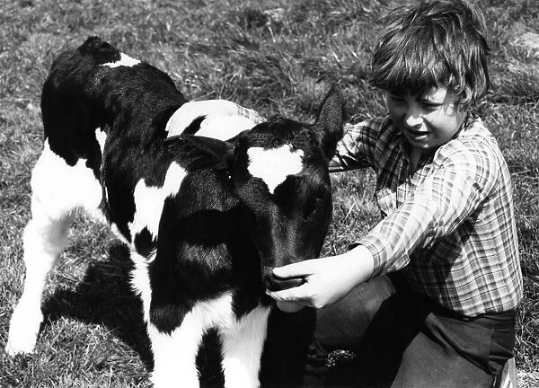 Animals - Cattle. Saved... Hatty with farmers son Jamie Stewart. May 1984 P000480