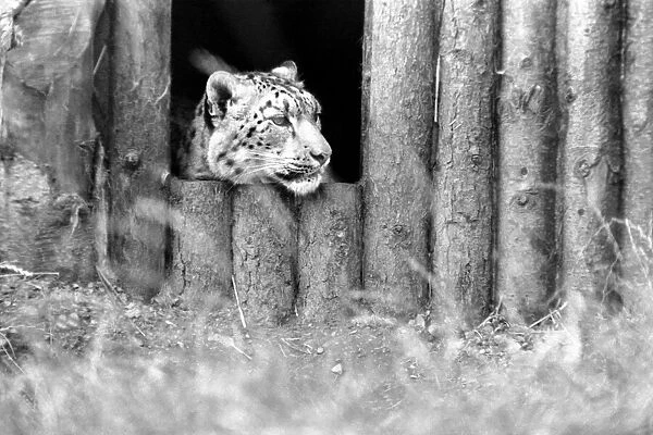 Animals  /  Cute. Howletts Zoo. August 1977 77-04422-008