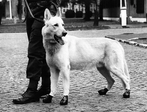 Animals - Dogs - Alsatian. Brice with his specially made army boots. March 1983 P000600