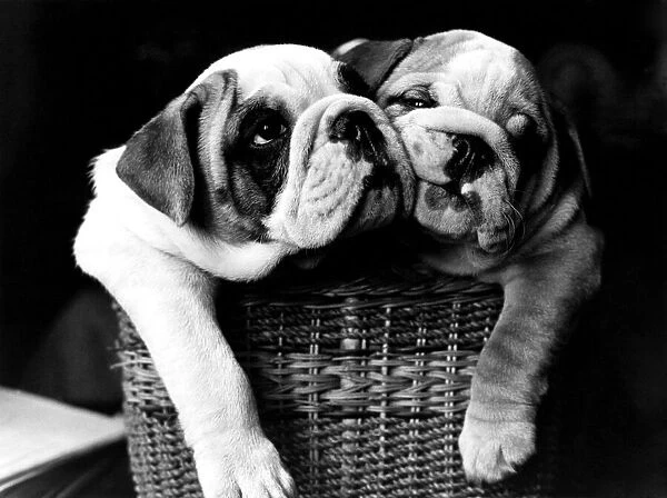 Animals-Dogs-Bulldogs. The two bulldog pups called Prince Charles and Lady Diana