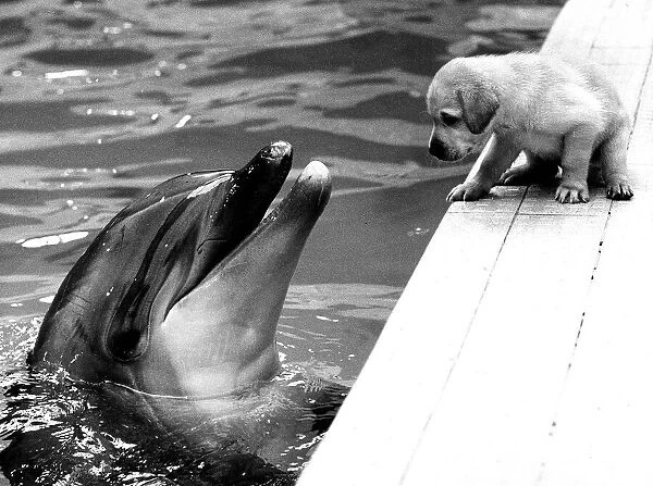 Animals Dolphin Dog Puppy A puppy sits talking to a dolphin circa 1982