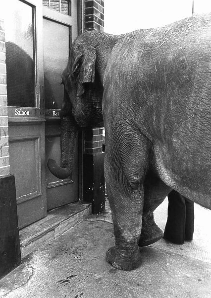 Animals Elephants Maureen the Elephant is a regular in the Falcon Pub