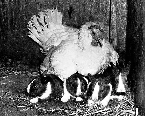 Animals friendships Chicken Rabbits June 1981 This hen Beatrice the bantam is