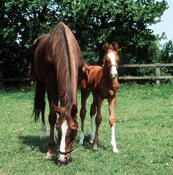 Animals - Horses - Mares and Foals Mare and Foal March 1980 A©Mirrorpix