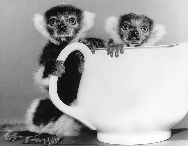 Animals Lemurs. Two week old Ruffled Lemursstand behind a tea pot at Howletts Zoo in Kent