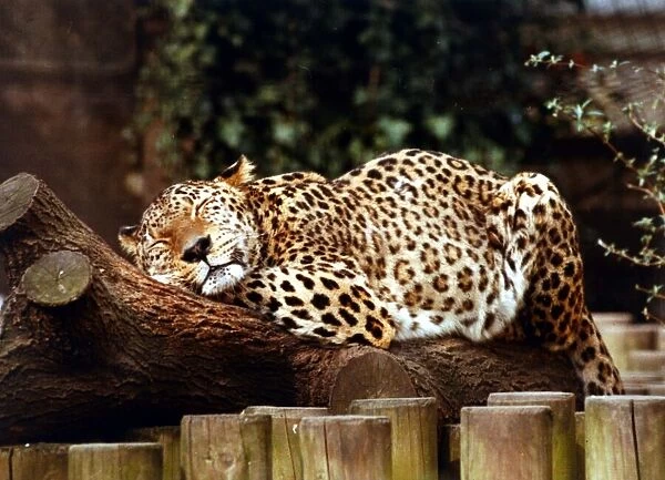 Animals - Leopard Leopard asleep at London Zoo March 1989