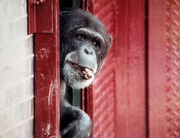 Animals Monkeys Chimpanzees Chimps A©Mirrorpix