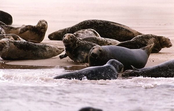 Animals Seals Pollution suffering seals in the dee estuary off the cheshire coast