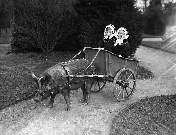 Animals Zoo. An English Pig trained to draw a cart #21380396