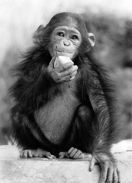 Baby chimp Annie eating an a piece of fruit May 1984