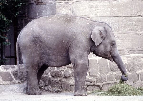 An baby elephant at Chester Zoo August 1979