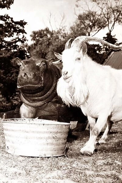 A baby hippo and a goat stand together