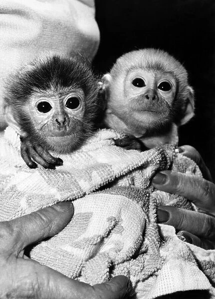 These two baby monkeys were left to face life alone when their mothers rejected them