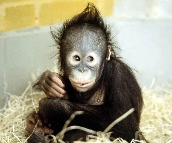 A baby orang-utan at London Zoo March 1984