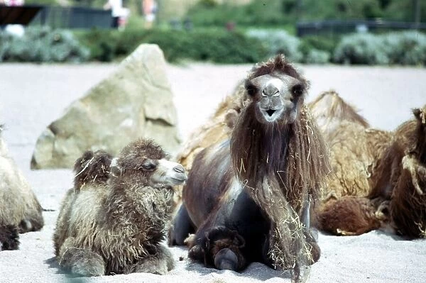 Bactrian Camels sitting down at Blackpool Zoo June 1976