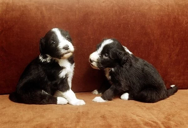 Two bearded collies puppies sitting on the settee June 1987