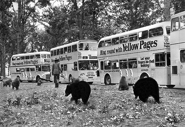 Bears at Windsor Safari Park. September 1972 P000689